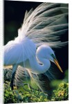 Great egret by Anonymous