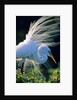 Great egret by Anonymous