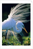 Great egret by Anonymous