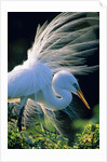 Great egret by Anonymous