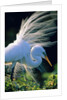 Great egret by Anonymous