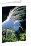 Great egret by Anonymous