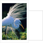 Great egret by Anonymous