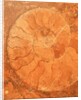 Fossil in red-brown marble by Anonymous