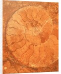 Fossil in red-brown marble by Anonymous