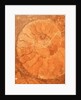 Fossil in red-brown marble by Anonymous