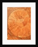 Fossil in red-brown marble by Anonymous