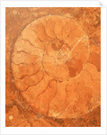 Fossil in red-brown marble by Anonymous