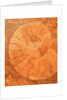 Fossil in red-brown marble by Anonymous