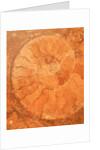 Fossil in red-brown marble by Anonymous