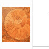 Fossil in red-brown marble by Anonymous