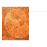 Fossil in red-brown marble by Anonymous
