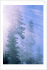 USA, California, Redwood National Park, forest and sun rays by Anonymous