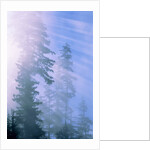 USA, California, Redwood National Park, forest and sun rays by Anonymous