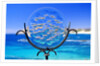 Chileno Bay, Los Cabos, Mexico by Anonymous