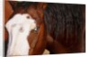 Horse, (Oregon, USA) by Anonymous
