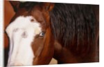 Horse, (Oregon, USA) by Anonymous