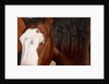 Horse, (Oregon, USA) by Anonymous