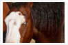 Horse, (Oregon, USA) by Anonymous