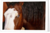 Horse, (Oregon, USA) by Anonymous