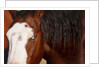 Horse, (Oregon, USA) by Anonymous