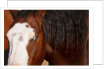 Horse, (Oregon, USA) by Anonymous