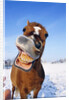 Horse by Anonymous