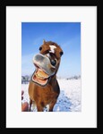 Horse by Anonymous