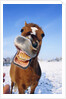 Horse by Anonymous