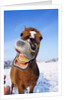 Horse by Anonymous