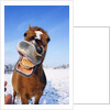 Horse by Anonymous