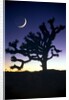 Joshua National Park at night by Anonymous