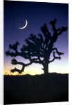 Joshua National Park at night by Anonymous