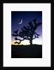Joshua National Park at night by Anonymous