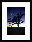 Joshua National Park at night by Anonymous