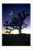 Joshua National Park at night by Anonymous