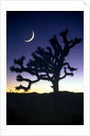 Joshua National Park at night by Anonymous