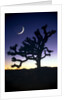 Joshua National Park at night by Anonymous