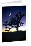 Joshua National Park at night by Anonymous