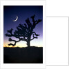 Joshua National Park at night by Anonymous