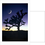 Joshua National Park at night by Anonymous