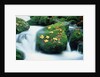 Stream with leaves on mossed stones, Bavarian forest by Anonymous