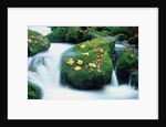 Stream with leaves on mossed stones, Bavarian forest by Anonymous