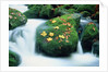 Stream with leaves on mossed stones, Bavarian forest by Anonymous
