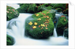 Stream with leaves on mossed stones, Bavarian forest by Anonymous
