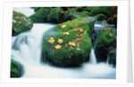 Stream with leaves on mossed stones, Bavarian forest by Anonymous