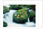 Stream with leaves on mossed stones, Bavarian forest by Anonymous