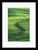 Country lane winding through meadow in the Allgaeu Alps by Anonymous