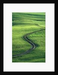 Country lane winding through meadow in the Allgaeu Alps by Anonymous