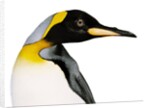 King penguin by Anonymous